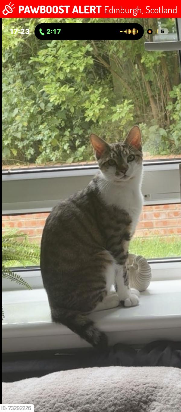 Lost Male Cat last seen Oxgangs, Edinburgh, Scotland 