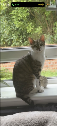 Lost Male Cat last seen Oxgangs, Edinburgh, Scotland 