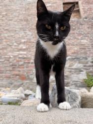 Found/Stray Female Cat last seen Near Broadway and N Pearl Street, Albany, NY 12210