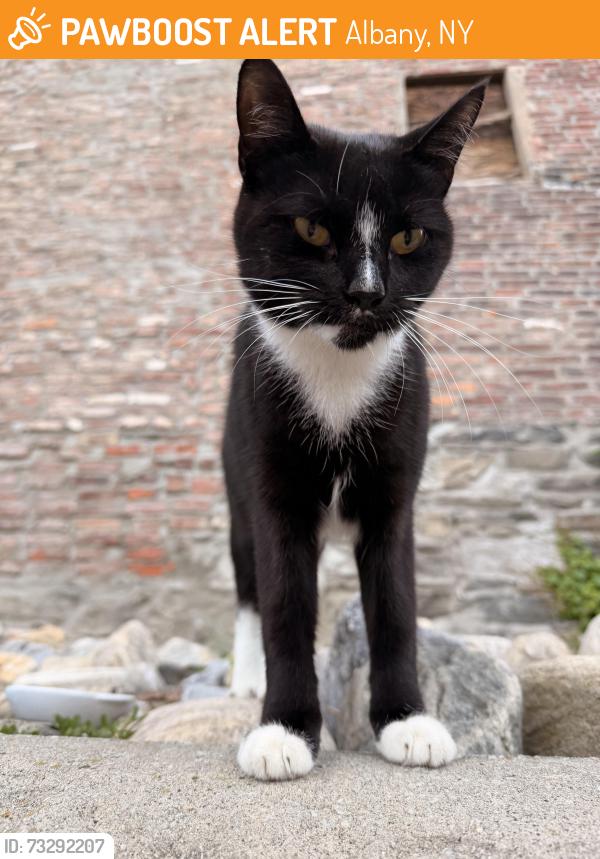 Found/Stray Female Cat last seen Near Broadway and N Pearl Street, Albany, NY 12210