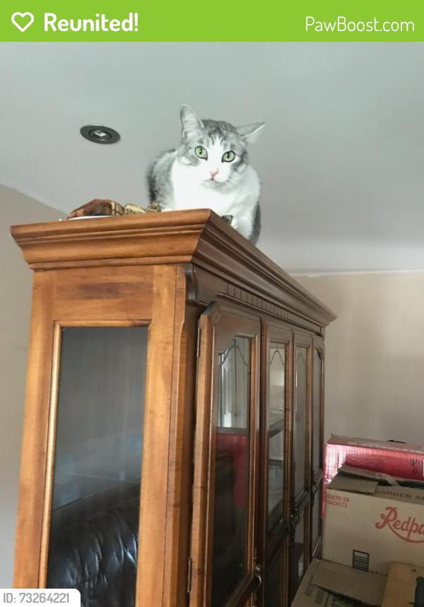 Reunited Female Cat last seen Sandgate Cresent and vey, Mississauga, ON L5J 2E7