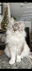 Lost Female Cat last seen My back porch next to pickleball courts, Nashville, TN 37210