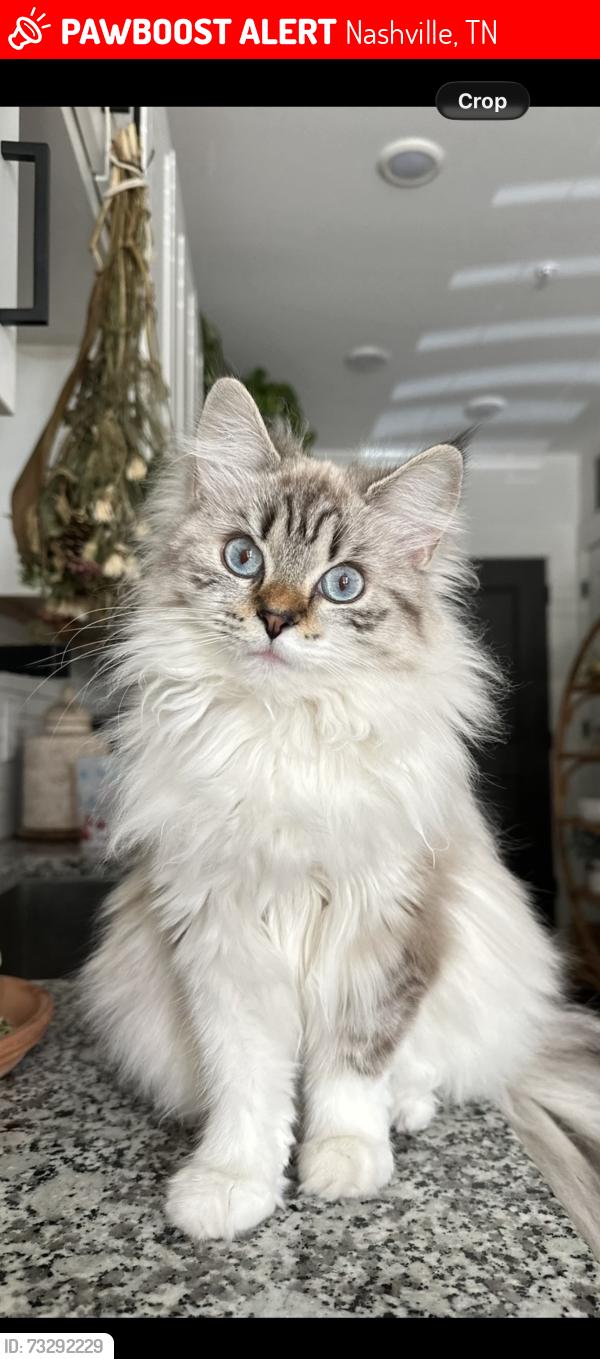 Lost Female Cat last seen My back porch next to pickleball courts, Nashville, TN 37210
