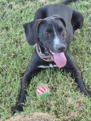 Found/Stray Female Dog last seen 181/ 49 W Ave, Mounds, OK 74047