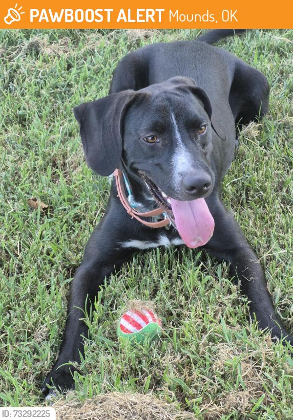 Found/Stray Female Dog last seen 181/ 49 W Ave, Mounds, OK 74047