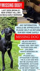 Lost Male Dog last seen New street hill, Greater London, England BR1