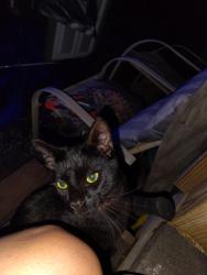 Found/Stray Male Cat last seen Food Lion, Kernersville, NC 27284