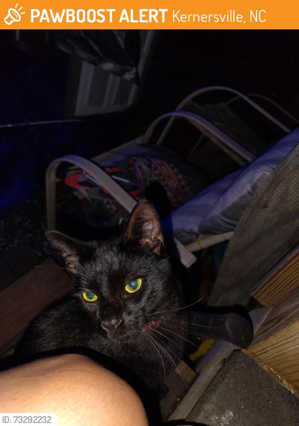 Found/Stray Male Cat last seen Food Lion, Kernersville, NC 27284