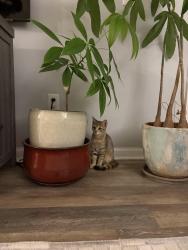 Found/Stray Female Cat last seen East Main and Lafayette, Stamford, CT 06902