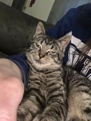 Lost Male Cat last seen Woodbranch road, Dalton, GA 30721