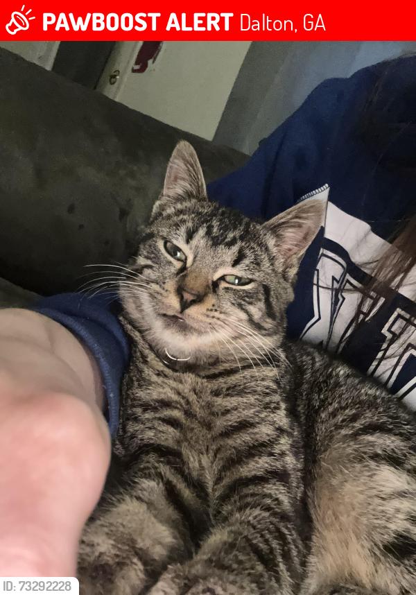 Lost Male Cat last seen Woodbranch road, Dalton, GA 30721