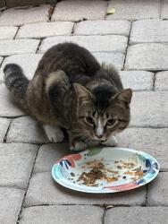 Found/Stray Unknown Cat last seen Eagle Circle, Casselberry, FL 32707