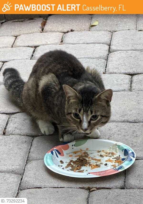 Found/Stray Unknown Cat last seen Eagle Circle, Casselberry, FL 32707