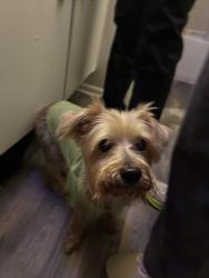Found/Stray Male Dog last seen Randolph AFB, Universal City, TX 78148