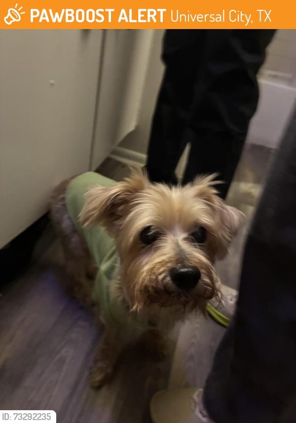 Found/Stray Male Dog last seen Randolph AFB, Universal City, TX 78148