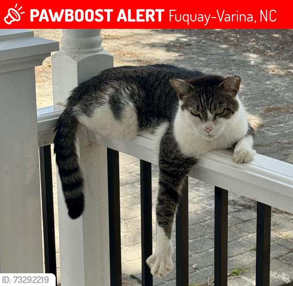 Lost Male Cat last seen Old Honeycutt Road, Fuquay-Varina, NC 27526