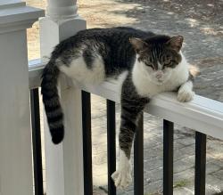 Lost Male Cat last seen Old Honeycutt Road, Fuquay-Varina, NC 27526