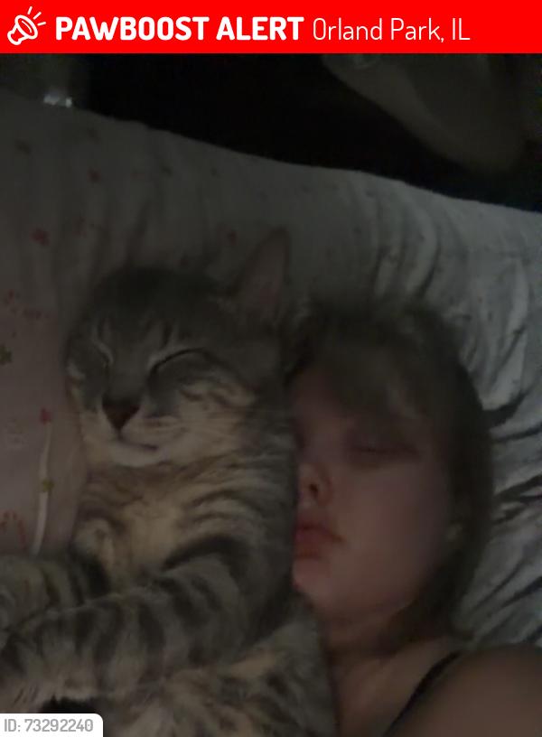 Lost Male Cat last seen Near w 139th street, Orland Park, IL 60462
