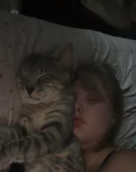 Lost Male Cat last seen Near w 139th street, Orland Park, IL 60462