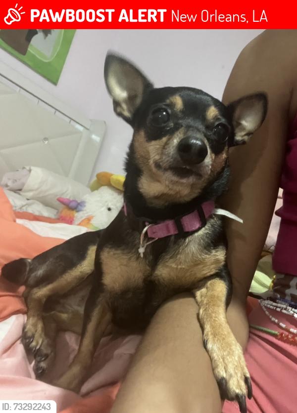Lost Female Dog last seen Chase bank, New Orleans, LA 70126