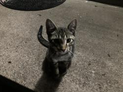 Found/Stray Male Cat last seen 79th Ave N 80th Ave N, Minneapolis, MN 55445