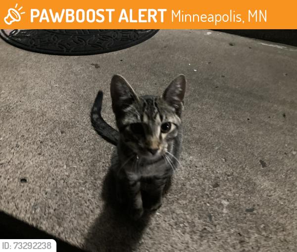 Found/Stray Male Cat last seen 79th Ave N 80th Ave N, Minneapolis, MN 55445