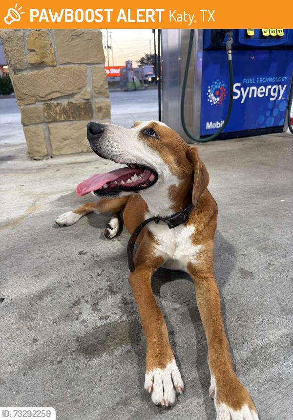 Found/Stray Male Dog last seen Elrond rd, Katy, TX 77449