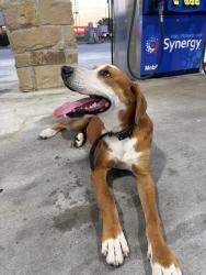 Found/Stray Male Dog last seen Elrond rd, Katy, TX 77449
