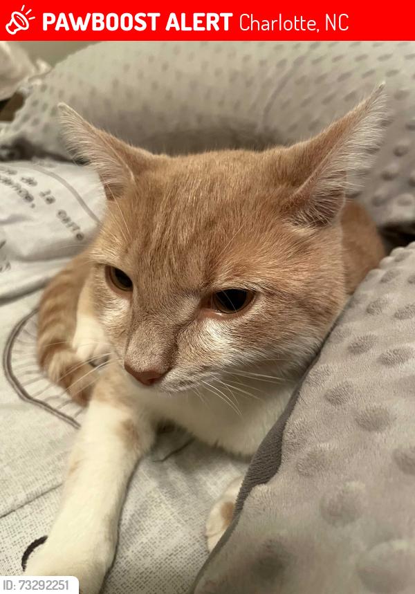 Lost Male Cat last seen Commonwealth, Charlotte, NC 28205