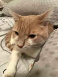 Lost Male Cat last seen Commonwealth, Charlotte, NC 28205