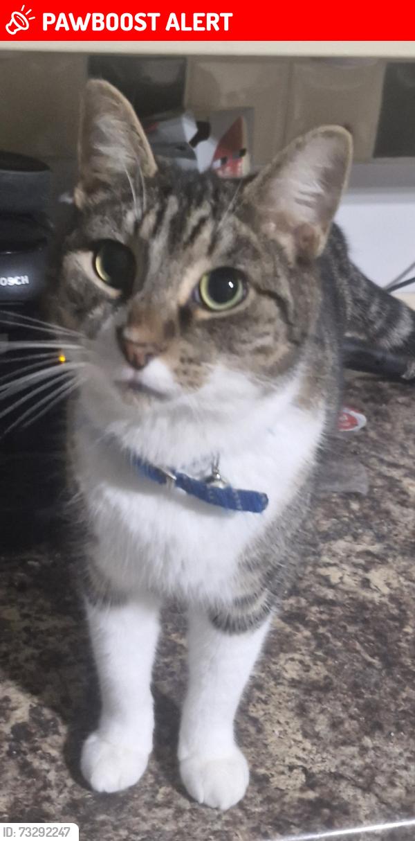 Lost Male Cat last seen New Waltham Village Hall grounds, New Waltham, England 