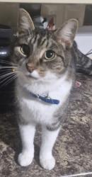 Lost Male Cat last seen New Waltham Village Hall grounds, New Waltham, England 
