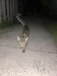 Found/Stray Male Cat last seen Near E greenleaf st, Allentown, PA 18109