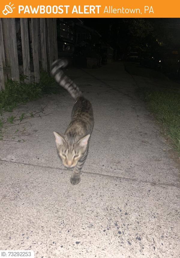 Found/Stray Male Cat last seen Near E greenleaf st, Allentown, PA 18109