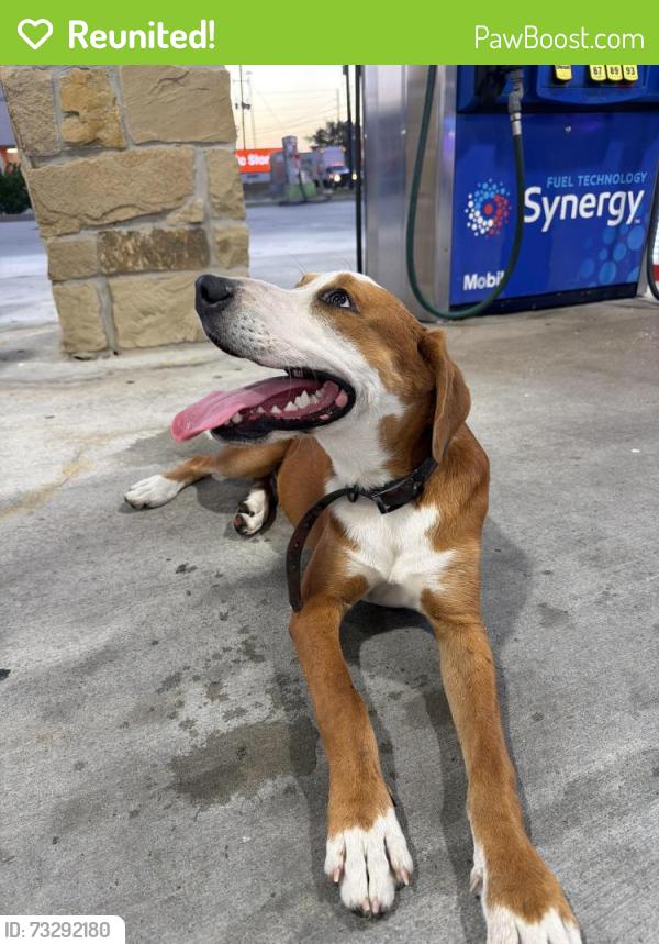 Reunited Male Dog last seen Near Clay Rd Katy, TX 77449 United States, Katy, TX 77449