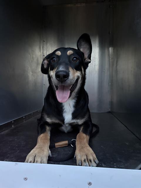 Shelter Stray Female Dog last seen Near BLOCK W 6200 S, TAYLORSVILLE UT 84129, 4522 W 3500 S, West Valley City, UT 84120, USA