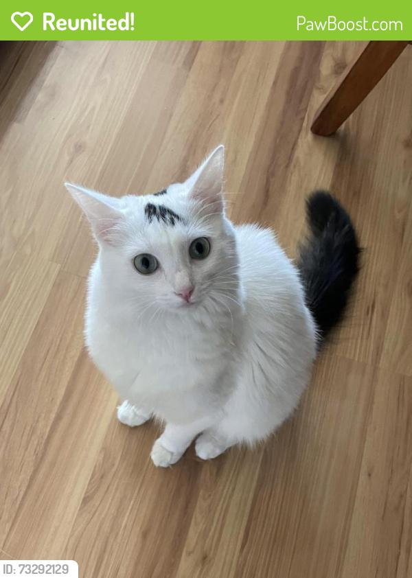 Reunited Female Cat last seen Van Buren Rd & Berkeley Ave, Menlo Park, CA 94025