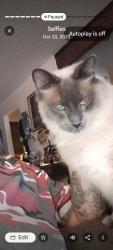 Lost Male Cat last seen Towle, Gresham, OR 97080