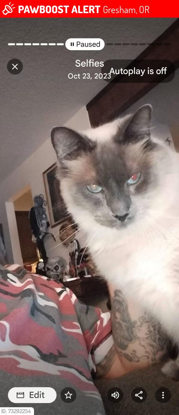 Lost Male Cat last seen Towle, Gresham, OR 97080