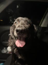 Reunited Male Dog last seen Coffee creek rd between Midwest and Douglas, Edmond, OK 73034
