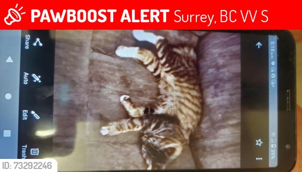 Lost Female Cat last seen Near 124 street, Surrey, BC V3V 4S8