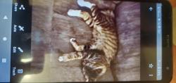 Lost Female Cat last seen Near 124 street, Surrey, BC V3V 4S8