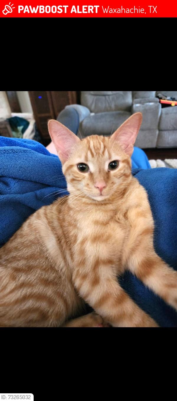 Lost Male Cat last seen Park place Blvd and Santa fe trail waxahachie, tx, Waxahachie, TX 75165