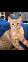 Lost Male Cat last seen Park place Blvd and Santa fe trail waxahachie, tx, Waxahachie, TX 75165