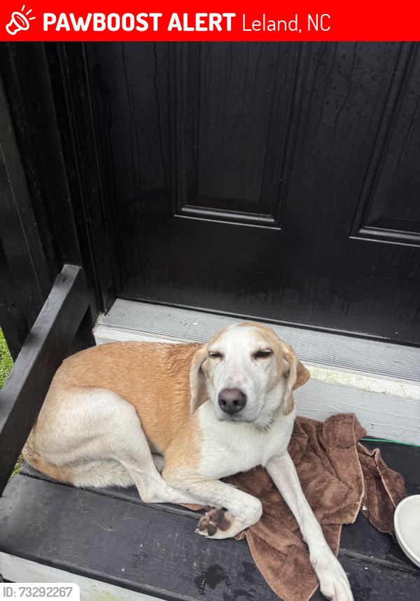 Lost Male Dog last seen West bank court, Leland, NC 28451
