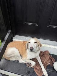 Lost Male Dog last seen West bank court, Leland, NC 28451