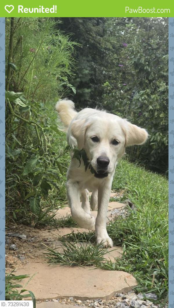 Reunited Female Dog last seen Brevard Road at the Ashe Luxury apmts, Arden, NC 28704