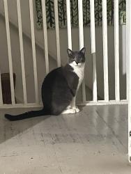 Lost Male Cat last seen Sherbourne and isabella st, Toronto, ON M4Y 1M3