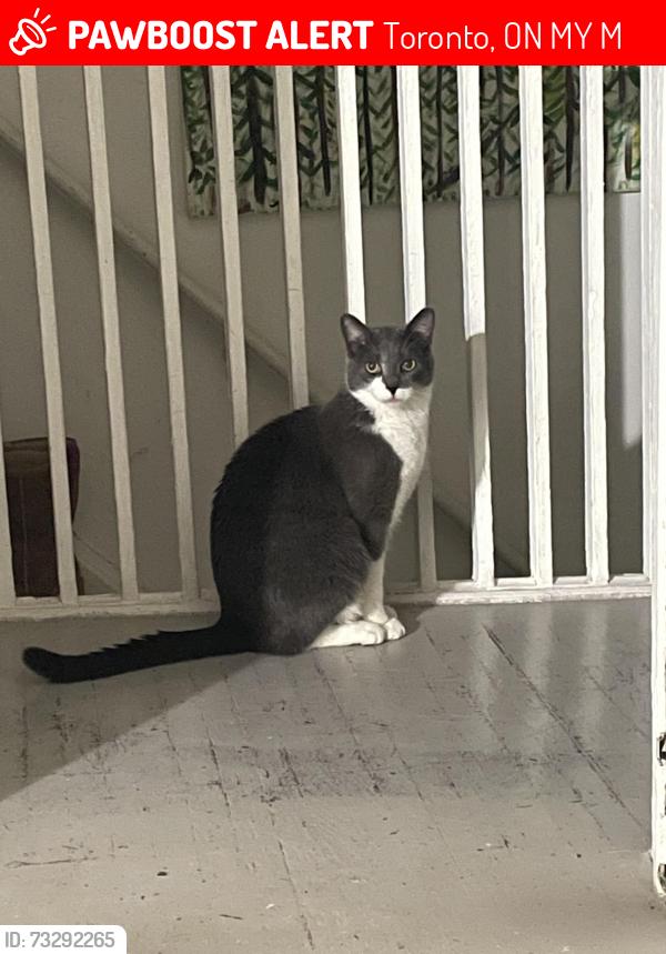 Lost Male Cat last seen Sherbourne and isabella st, Toronto, ON M4Y 1M3