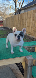 Lost Male Dog last seen Academy dr…chapel creek area, Fort Worth, TX 76108